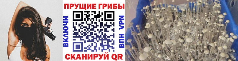 Галлюциногенные грибы Psilocybe Спасск-Рязанский